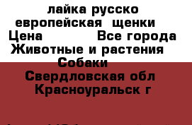лайка русско-европейская (щенки) › Цена ­ 5 000 - Все города Животные и растения » Собаки   . Свердловская обл.,Красноуральск г.